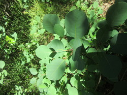 Flore & Insectes : un mariage excetionnel