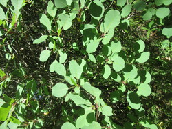 Flore & Insectes : un mariage excetionnel