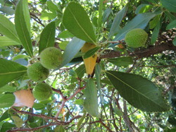 Flore & Insectes : un mariage excetionnel