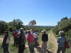 Flore & Insectes : un mariage excetionnel