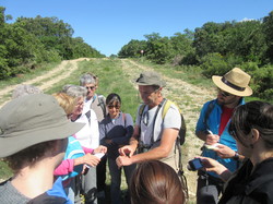 Flore & Insectes : un mariage excetionnel