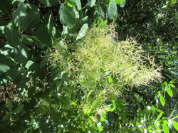 Flore & Insectes : un mariage excetionnel