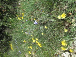 Flore & Insectes : un mariage excetionnel