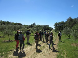 Flore & Insectes : un mariage excetionnel