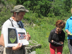 Flore & Insectes : un mariage excetionnel