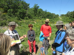 Flore & Insectes : un mariage excetionnel