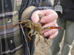 Jounée mondiale des zones humides
