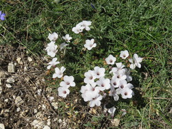Journée ZH  du Buan à Malaval à Monieux