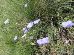 Journée ZH  du Buan à Malaval à Monieux