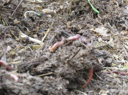 La ferme lombricole de Velleron