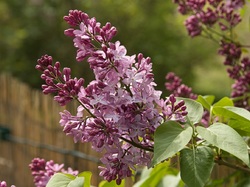 La nature à la montagne