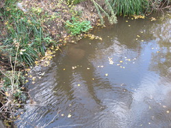 Le Fiasco de la STEP de Saint Didier