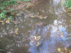 Le Fiasco de la STEP de Saint Didier