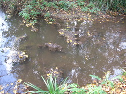 Le Fiasco de la STEP de Saint Didier