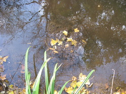 Le Fiasco de la STEP de Saint Didier