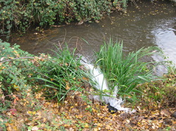 Le Fiasco de la STEP de Saint Didier