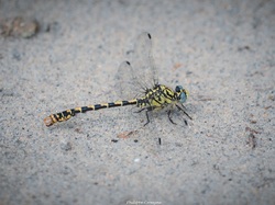 Le marais de l'ile Vieille