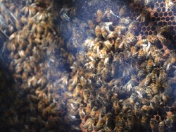 Avec Louis Igoulem & les Abeilles de la Loge