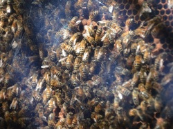 Avec Louis Igoulem & les Abeilles de la Loge
