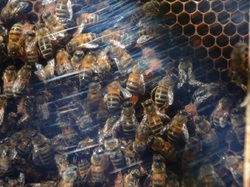 Avec Louis Igoulem & les Abeilles de la Loge