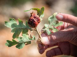 Les aiguiers de Sarraud