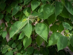 Les arbres du village à Méthamis