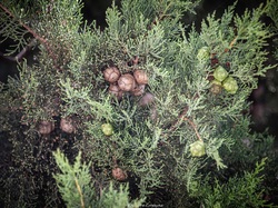Les arbres du village à Méthamis