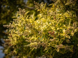 Les arbres du village à Méthamis