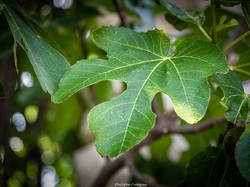 Les arbres du village à Méthamis