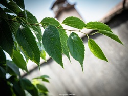 Les arbres du village à Méthamis