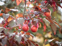 Les arbres du village à Méthamis