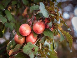 Les arbres du village à Méthamis