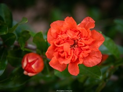 Les arbres du village à Méthamis