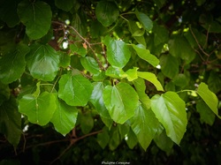 Les arbres du village à Méthamis
