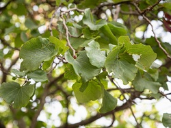 Les arbres du village à Méthamis