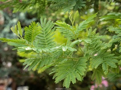 Les arbres du village à Méthamis