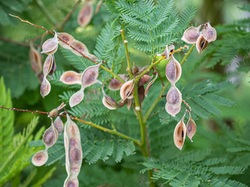 Les arbres du village à Méthamis