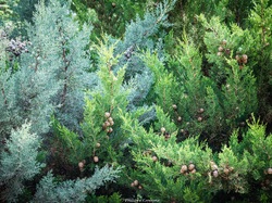 Les arbres du village à Méthamis