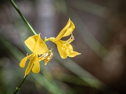 Les arbres du village à Méthamis