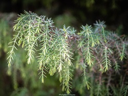 Les arbres du village à Méthamis