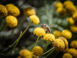 Les arbres du village à Méthamis