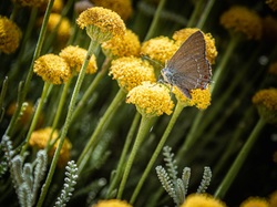 Les arbres du village à Méthamis