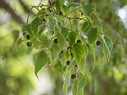 Les arbres du village à Méthamis