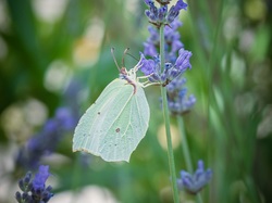 Les arbres du village à Méthamis