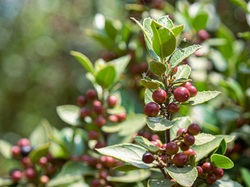 Les arbres du village à Méthamis