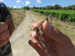 Les chemins de la biodiversité à Venasque