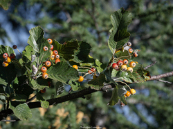 Les fruits charnus sauvages