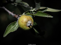 Les fruits charnus sauvages