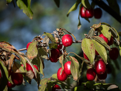 Les fruits charnus sauvages