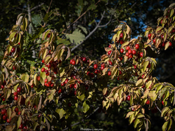 Les fruits charnus sauvages